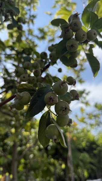 MALUS EVERESTE
