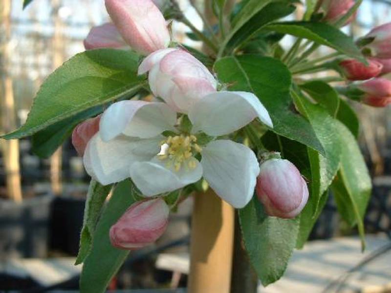 MALUS JOHN DOWNIE