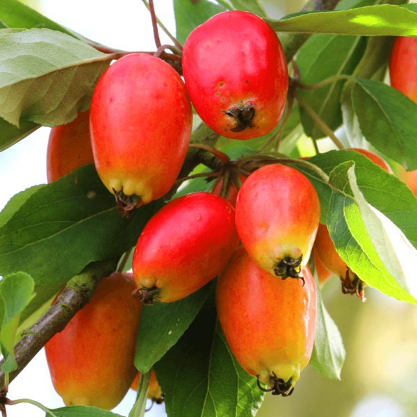 MALUS JOHN DOWNIE