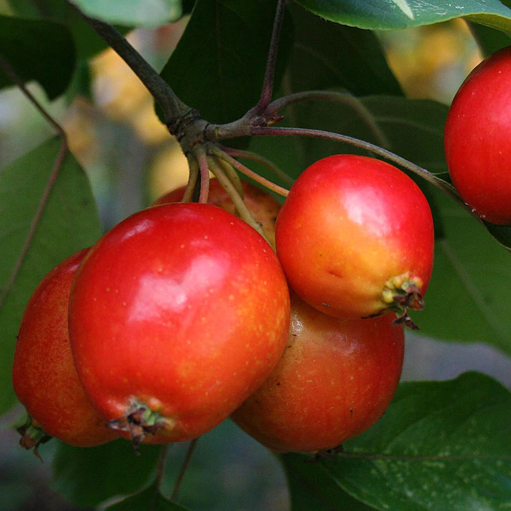 MALUS JOHN DOWNIE