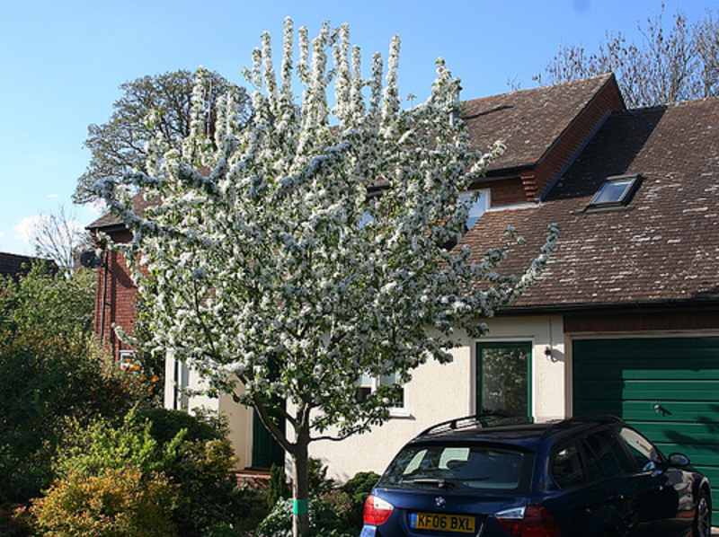 MALUS JOHN DOWNIE
