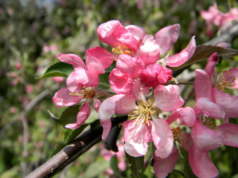 MALUS PURP. PIROSKA