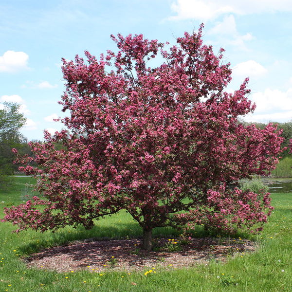 MALUS PURP. PINK DELIGHT