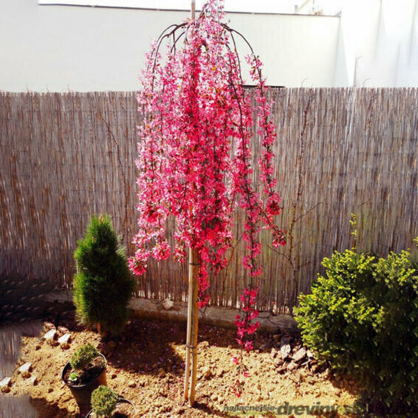 MALUS ROYAL BEAUTY