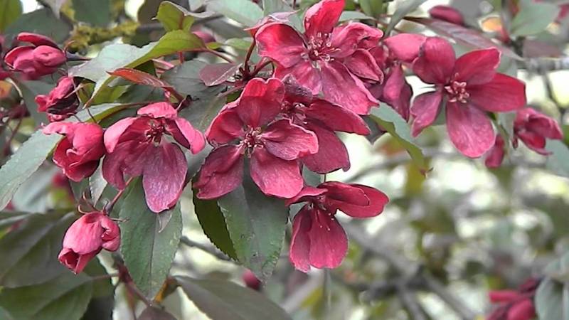 MALUS ROYALTY