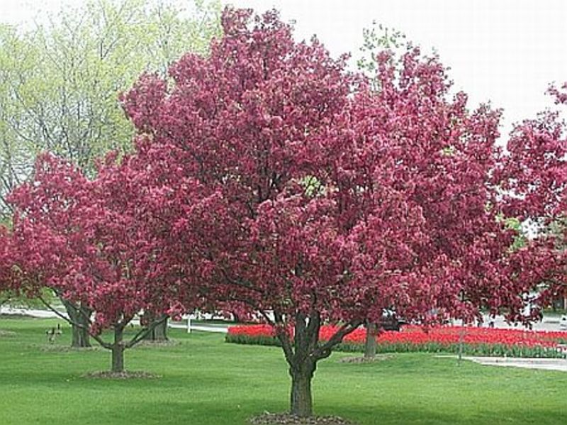 MALUS ROYALTY