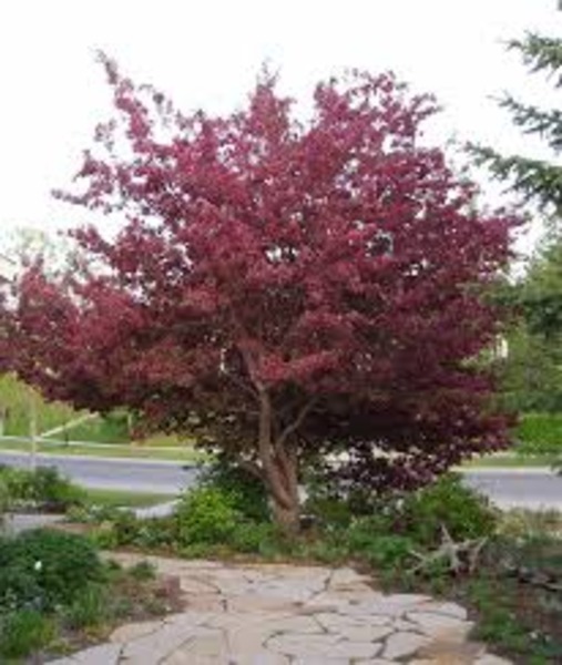 MALUS ROYALTY