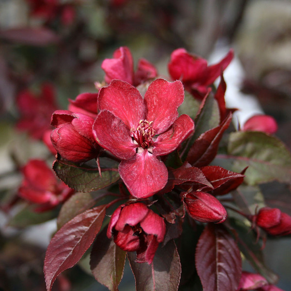MALUS ROYALTY