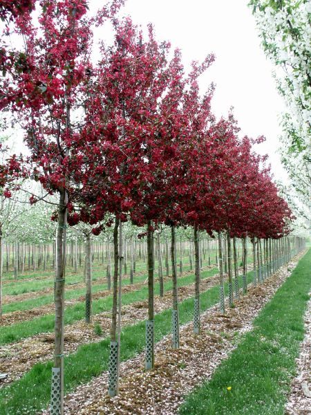 MALUS ROYALTY