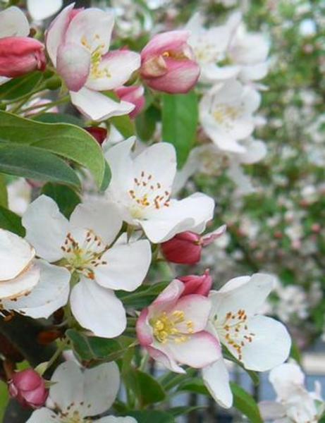 MALUS WINTERGOLD