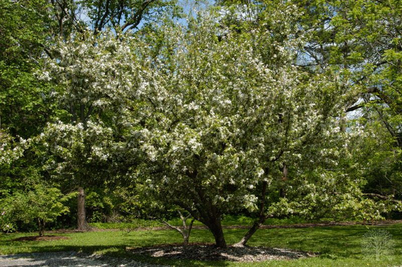 MALUS WINTERGOLD