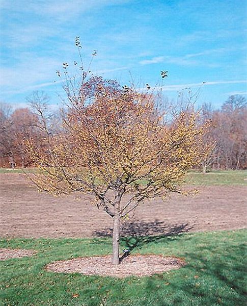 MALUS WINTERGOLD