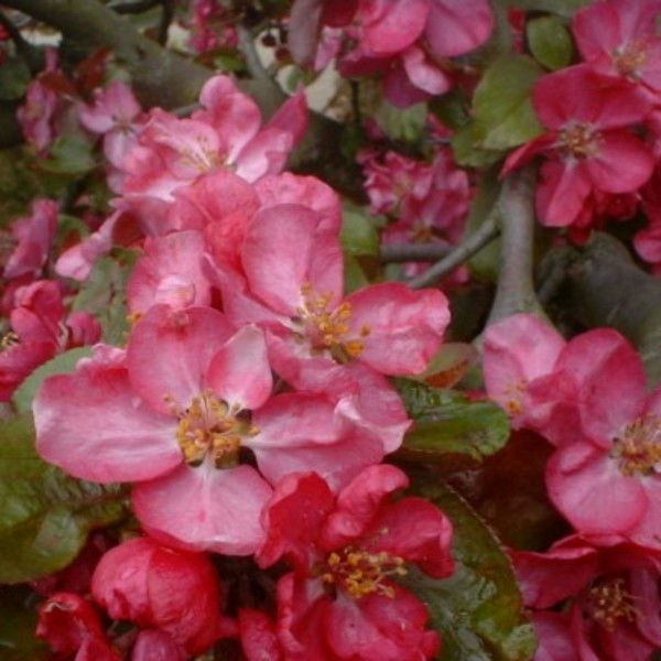 MALUS ELEYI