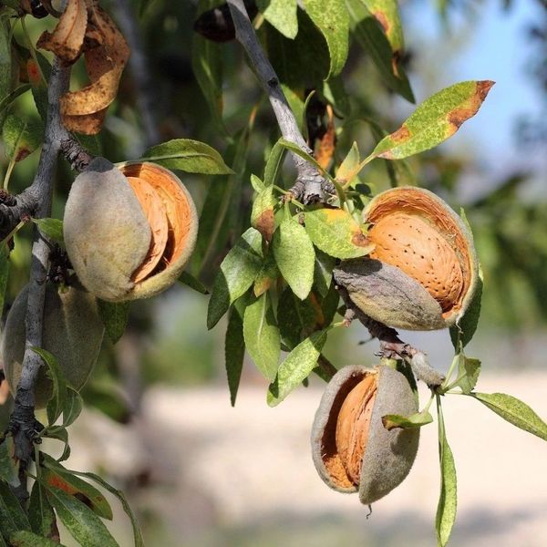 AMYGDALUS VULGARIS MACRONA