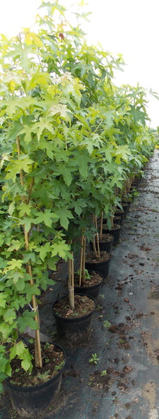LIQUIDAMBAR STYR.
