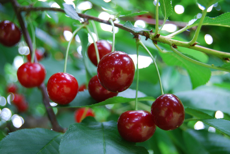 PRUNUS CERASUS