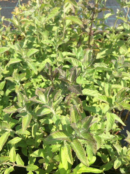 MENTHA AQUATICA