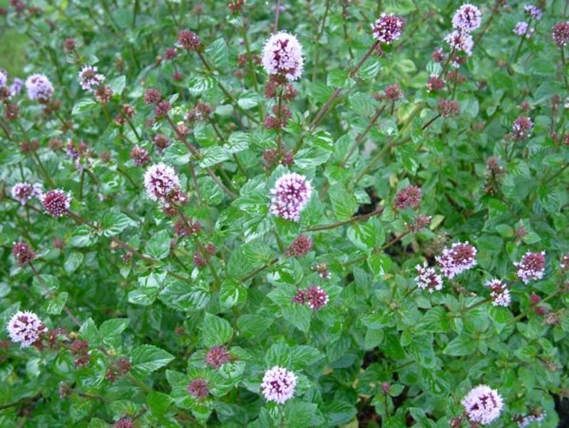 MENTHA PIPERITA
