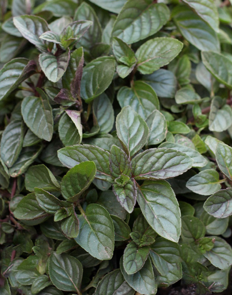 MENTHA PIPERITA CHOCOLATE