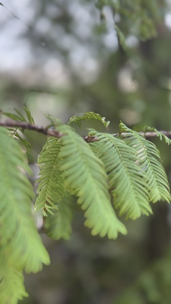 METASEQUOIA GLYPTOSTROBOIDES