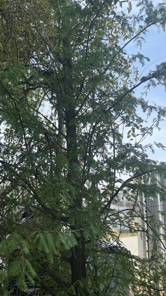 METASEQUOIA GLYPTOSTROBOIDES