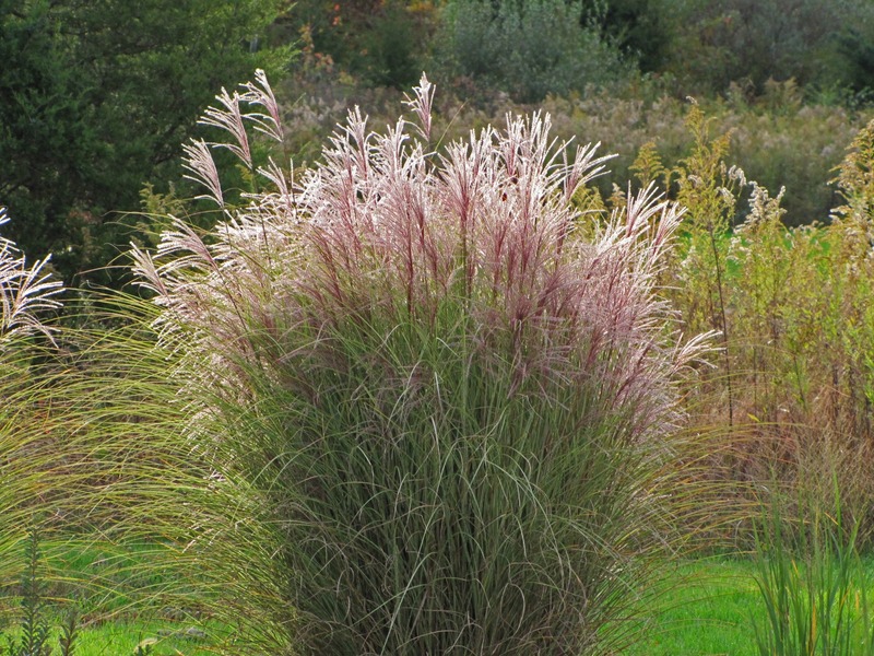 MISCANTHUS SIN. MORNING LIGHT
