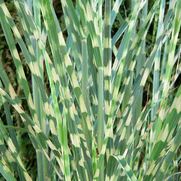 MISCANTHUS SIN. STRICTUS