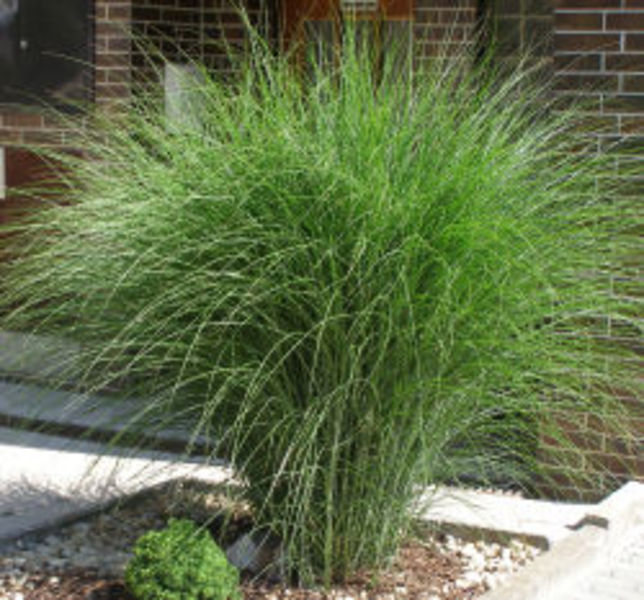 MISCANTHUS SIN. GRACILLIMUS