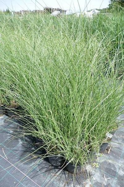 MISCANTHUS SIN. GRACILLIMUS