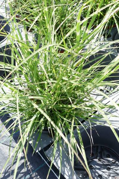 MISCANTHUS SIN. LITTLE ZEBRA