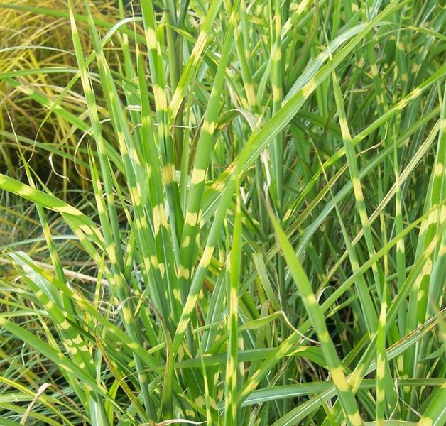 MISCANTHUS SIN. ZEBRINUS