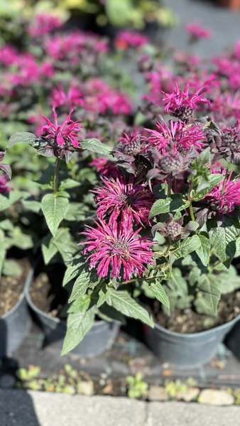 MONARDA DID. LEADING LADY RAZZ