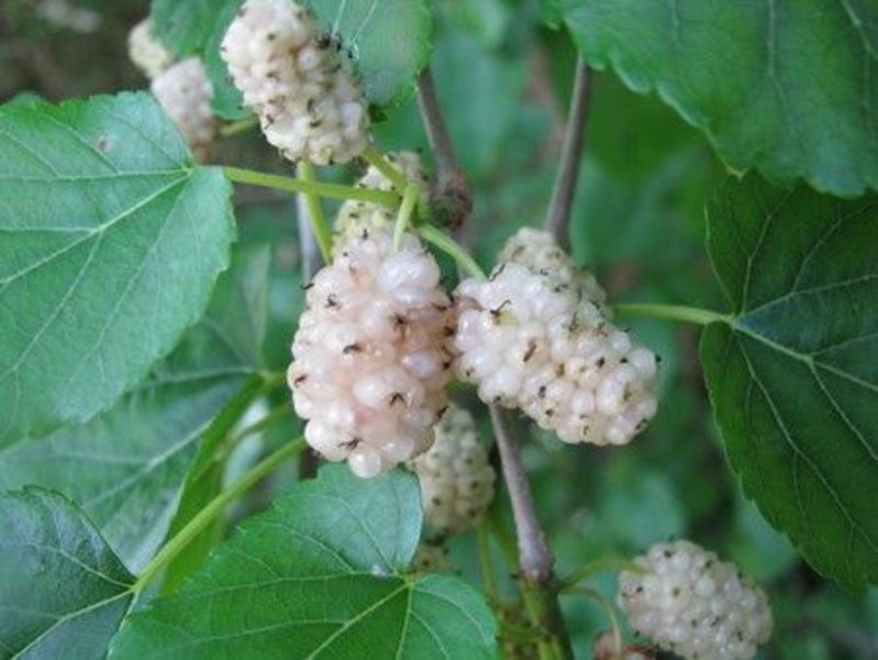 MORUS ALBA ELDORADO