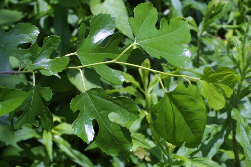 MORUS ALBA PENDULA