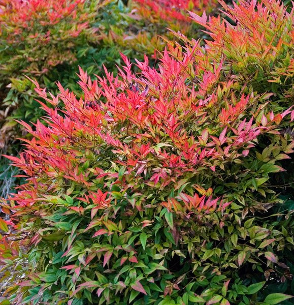 NANDINA DOMESTICA