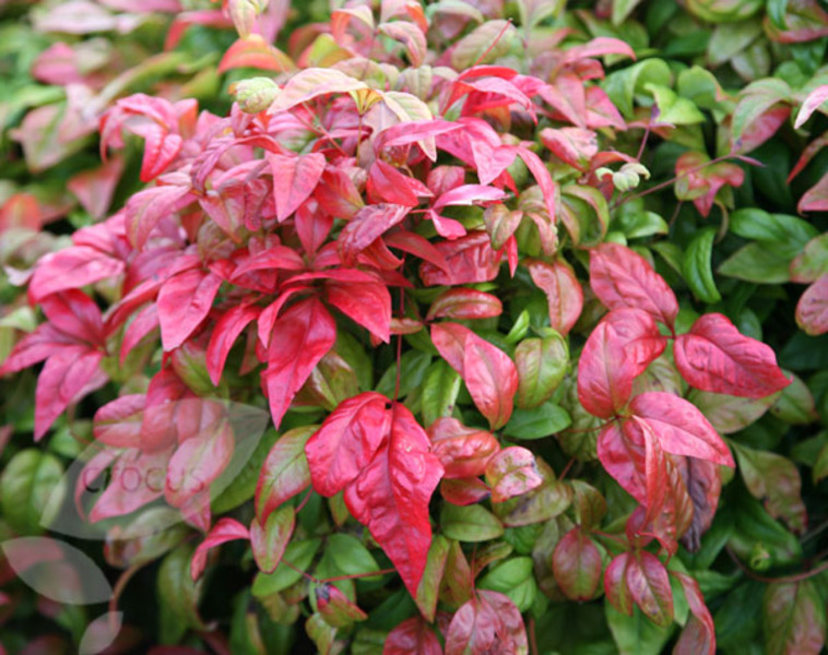NANDINA DOMESTICA FIRE POWER