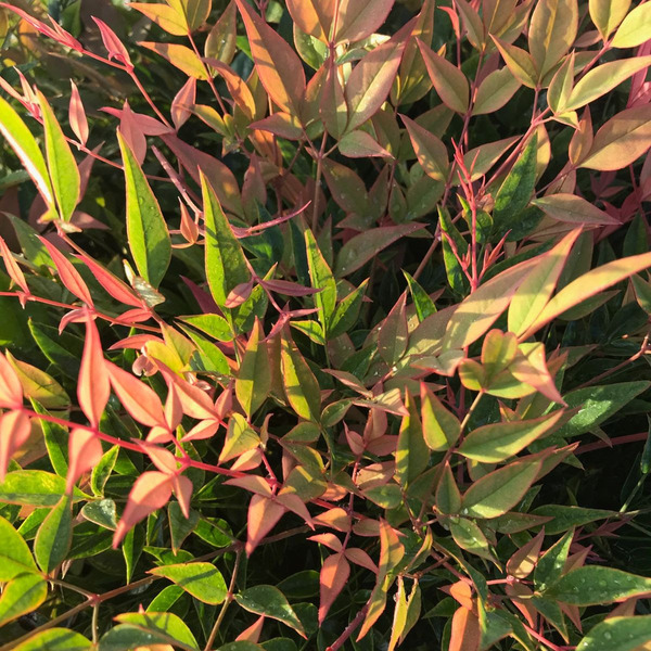 NANDINA DOMESTICA GULF STREAM