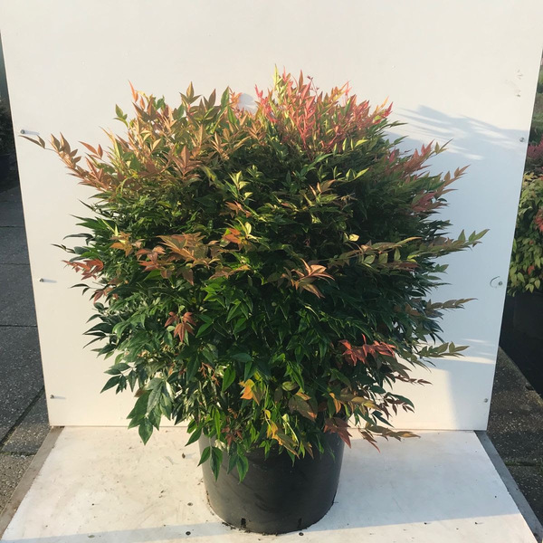 NANDINA DOMESTICA GULF STREAM