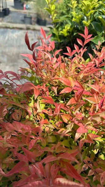 NANDINA DOMESTICA GULF STREAM