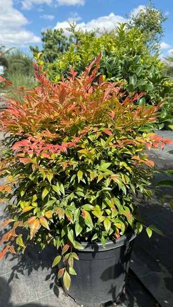 NANDINA DOMESTICA GULF STREAM