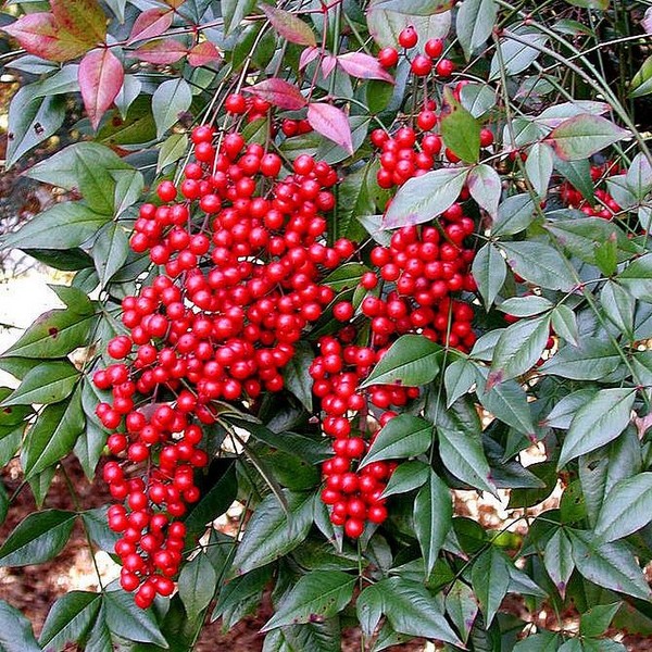 NANDINA DOMESTICA SP.
