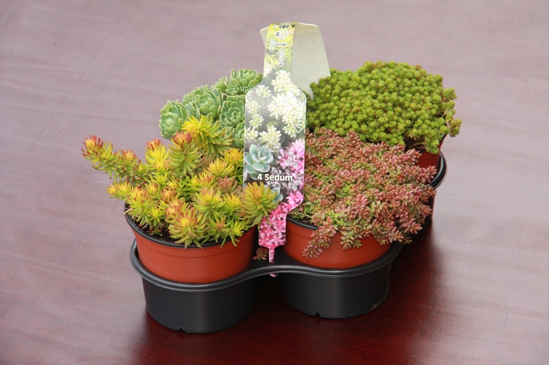 NÉGYES FOGANTYÚS SEDUM MIX