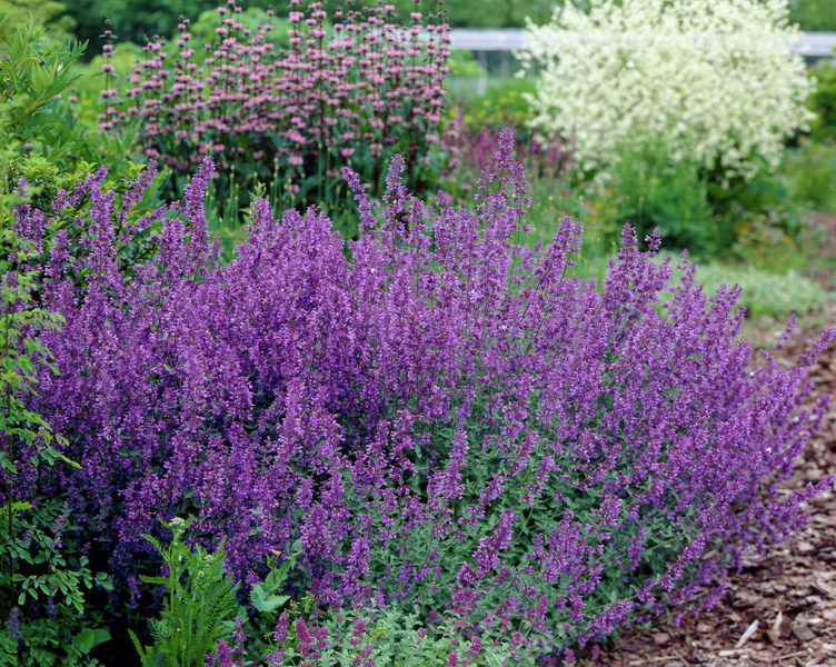 NEPETA FAASSENII