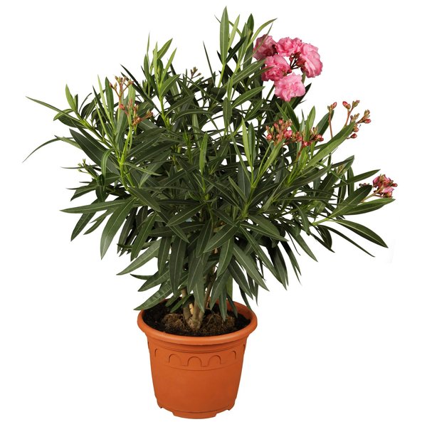 NERIUM OLEANDER