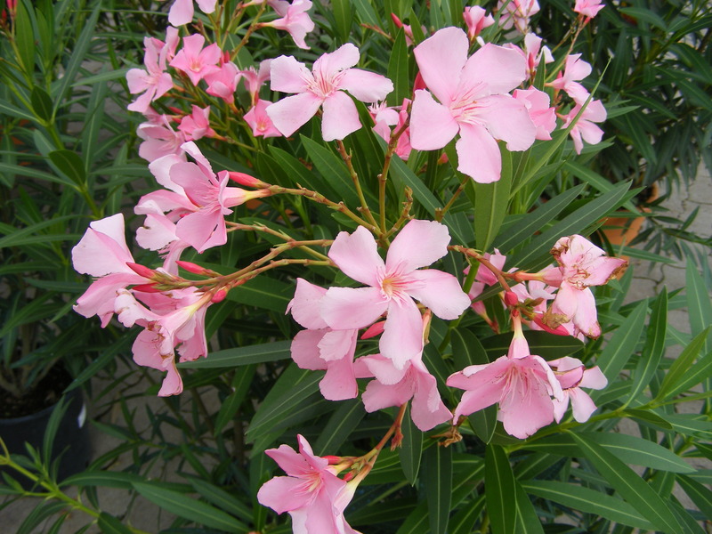 NERIUM OLEANDER