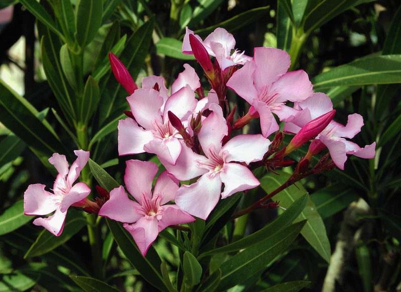 NERIUM OLEANDER