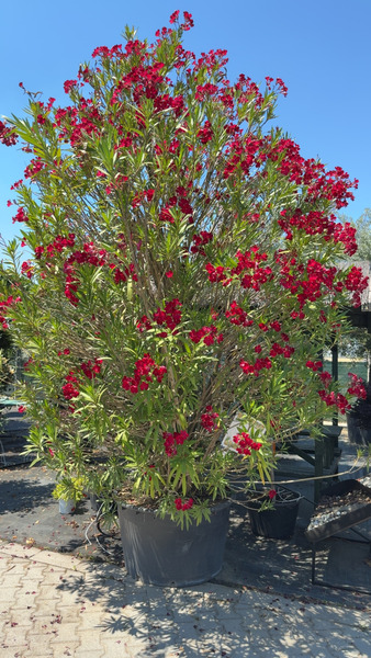 NERIUM OLEANDER