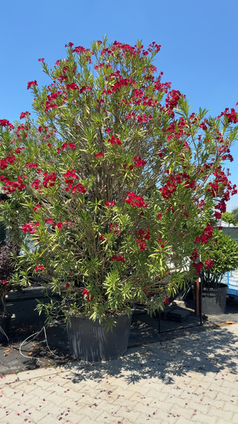 NERIUM OLEANDER