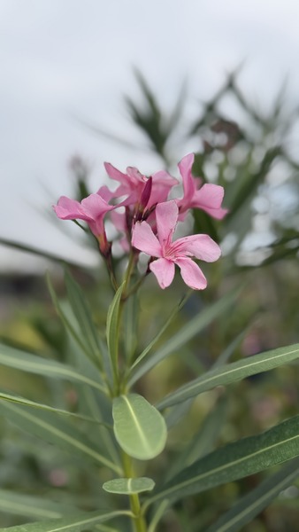 NERIUM OLEANDER