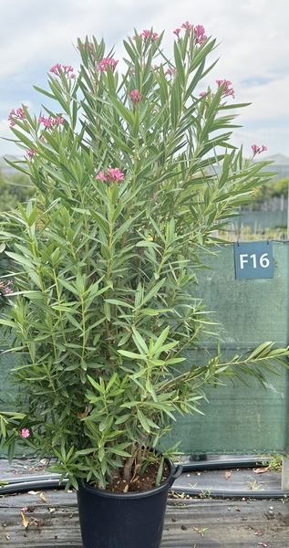 NERIUM OLEANDER
